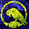 Evolution-Artist-AJS's avatar