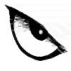eyeripper's avatar