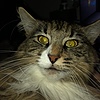 EZZI3TxEXXON's avatar