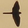 Falco-Tinnunculus's avatar