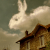 fallow-deer's avatar