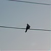 FarawayMockingbird's avatar