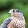 FastHawk663's avatar