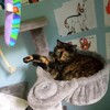 Feathertail1243's avatar