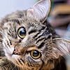 Feline1989's avatar