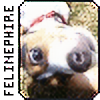 felinephire's avatar