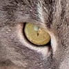 Felis-Vulpus's avatar