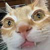 felis77's avatar