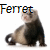 Ferretlover13's avatar
