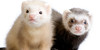 Ferrets-are-Cute's avatar