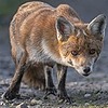 FickleVixen's avatar