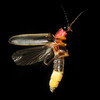 Firefly295's avatar