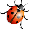 firuzeli's avatar