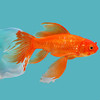 fishi-adopts's avatar