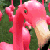 flamingo-incognito's avatar