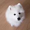 floofybaymax's avatar