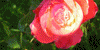 FloralPhoto's avatar