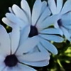 Flower-butterfly's avatar
