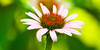 Flower-Photos's avatar