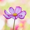 floweredforms's avatar