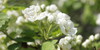 FlowerPhotograph's avatar