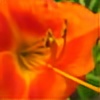 FlowersfromNowhere's avatar