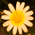 flowersyta's avatar