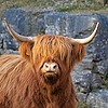 FluffyCow11's avatar