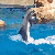 flydolphins's avatar
