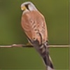flyingraptor's avatar