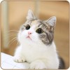 ForgetfullCat9203's avatar