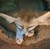 Fox-friend1's avatar