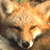 FoxFlight-Studio's avatar