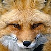 FoxFury2010's avatar