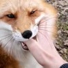 foxgumie's avatar