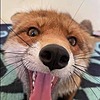 foxvine's avatar