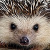 FreeHuggerHedgehog's avatar