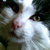 fresian-cat's avatar