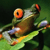 FroggyX's avatar
