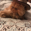 FrostyFlankz's avatar