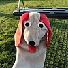 FruitcakeDogDA's avatar