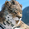 gammaray666's avatar