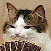 gatoduelista's avatar