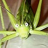 GavfDA's avatar