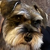 gBiskit's avatar
