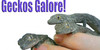 Geckos-Galore's avatar