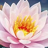 Gekkofan's avatar