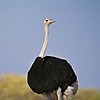 GeorgeOstrich's avatar