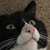 GeRblat72's avatar