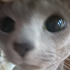 GhostyNyla's avatar